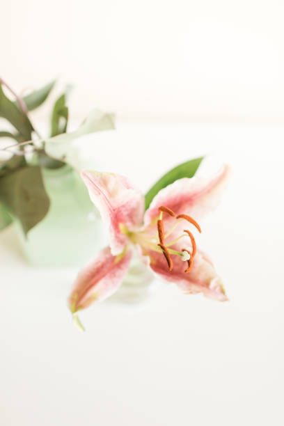 розовая пасхальная лилия в винтажной чирок вазе с белым фоном - lily white easter single flower стоковые фото и изображения