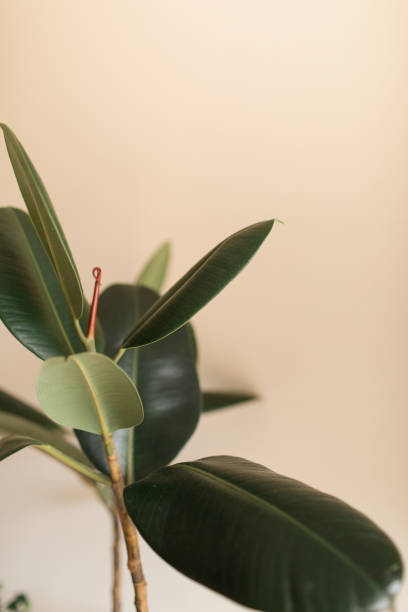 istock Burgundy Ficus Rubber Plant 1225686430