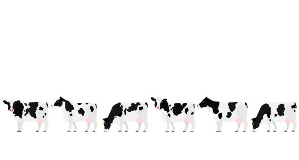 ilustraciones, imágenes clip art, dibujos animados e iconos de stock de holstein frisian ganado en una vista lateral de fila - vacas