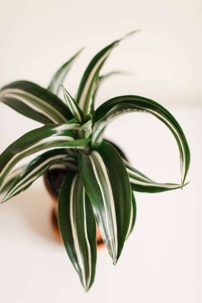 istock Dracaena 'White Jewel' House Plant 1225687273