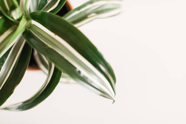 istock Dracaena 'White Jewel' House Plant 1225687935