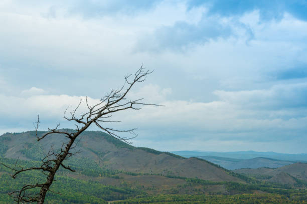 tree with dry branches on sky background, symbol of loneliness, struggle for survival