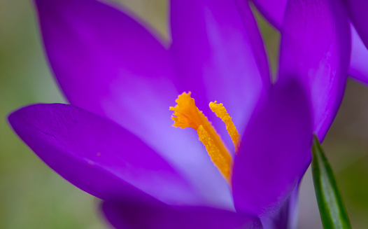 Close up of a purple crocus