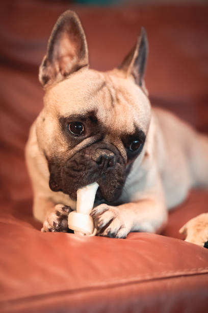 istock Playful french bulldog 1225688897