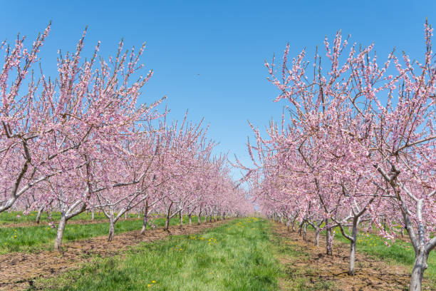 istock Fruit trees Blooming at farm, Ontario, Canada 1225688950