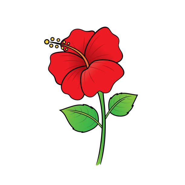 Illustration Of Red Flowers Seen In The Countryside Can Be Used As Teaching  Material For Teachers To Make Childrens Books Or Have Parents Use To Make  Documents Accompany The Lesson Stock Illustration -