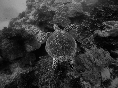 A sea turtle explores the great barrier reef