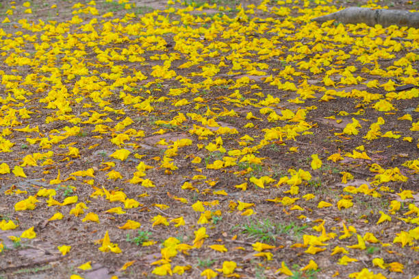 Golden Trumpet Tree is a popular ornamental street tree in recent decades.
