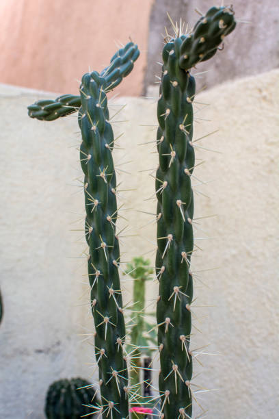 istock Eve's Pin cactus for home garden for decoration 1225700480