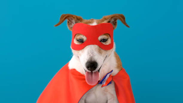 istock Dog super hero costume 1225700681