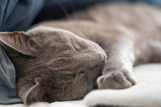 istock Russian Blue Cat Asleep on Bed close-up 1225701324