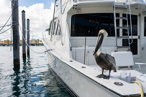 This is a photograph of a pelican bird outdoors at Haulover Marina in Miami, Florida, USA.