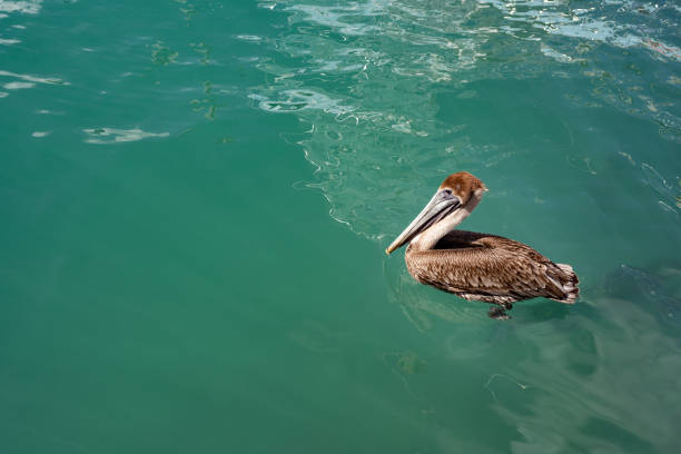 This is a photograph of a pelican bird outdoors at Haulover Marina in Miami, Florida, USA.