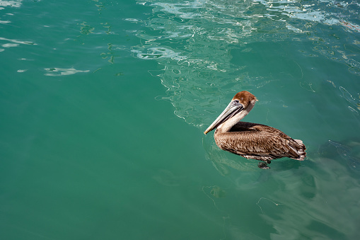 This is a photograph of a pelican bird outdoors at Haulover Marina in Miami, Florida, USA.