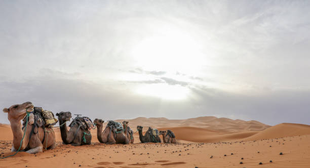 istock Camels in the desert. 1225703510