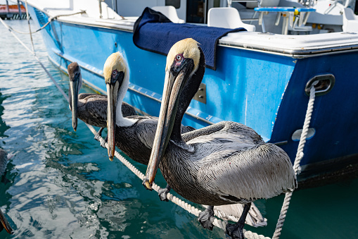 This is a photograph of three pelican birds perched on a rope over the water at Haulover Marina in Miami, Florida, USA.