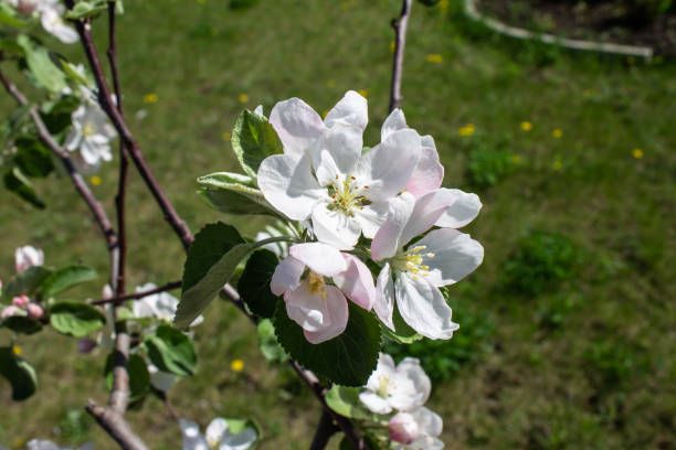 istock apple tree blossoms in spring in the garden 1225703592