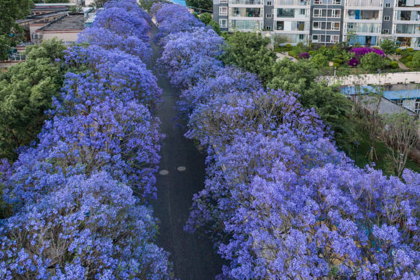 Aerial view of Jacaranda trees in bloom in Kunming, Yunnan capital in China stock photo