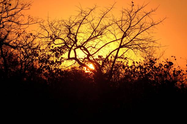 istock Kruger National Park 1225703737