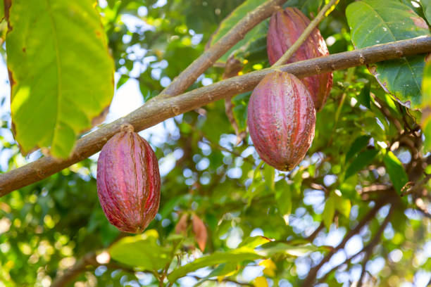 A Cocao pod that is unripe