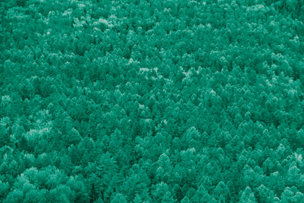 Lush forest