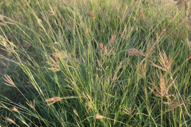 istock Beautiful brown grass blossom 1225707806