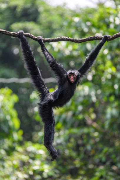 istock Ape monkey in safari park climbing among the ropes 1225713142