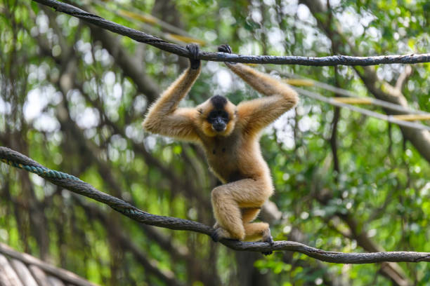 istock Ape monkey in safari park climbing among the ropes 1225713143