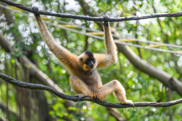 istock Ape monkey in safari park climbing among the ropes 1225713144