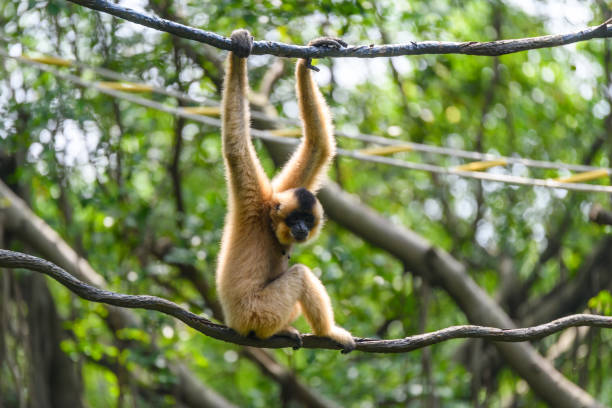 istock Ape monkey in safari park climbing among the ropes 1225713150