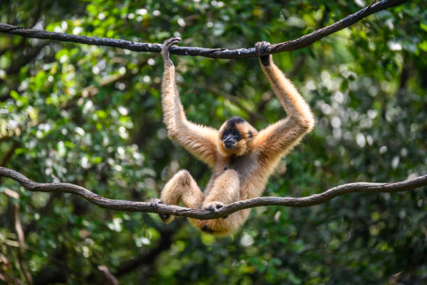 istock Ape monkey in safari park climbing among the ropes 1225713151