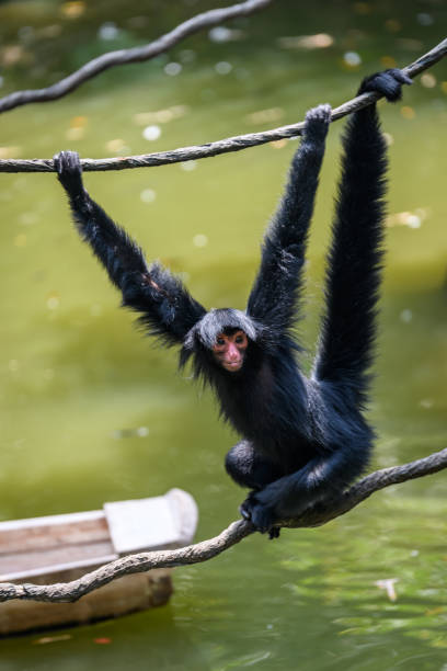 istock Ape monkey in safari park climbing among the ropes 1225713153