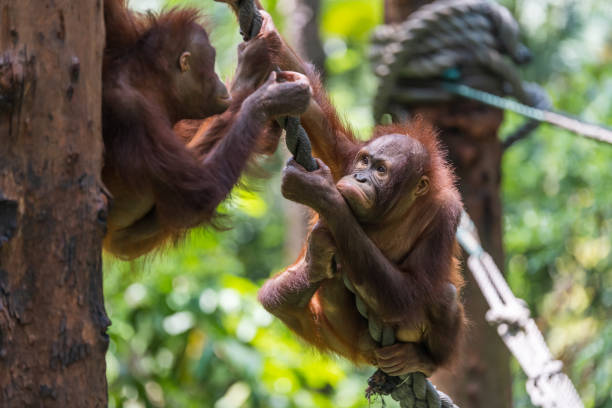 istock Orangutan climbing in the safari 1225713155