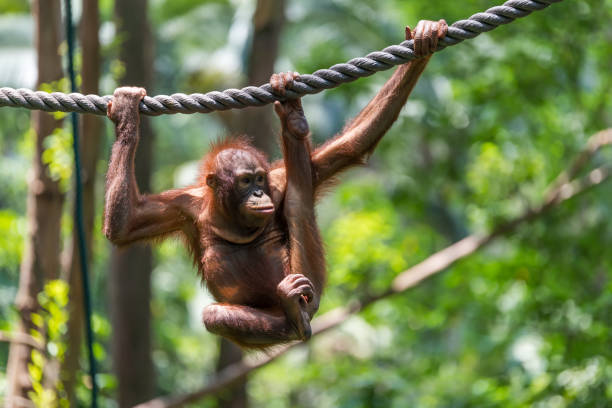 istock Orangutan climbing in the safari 1225713158
