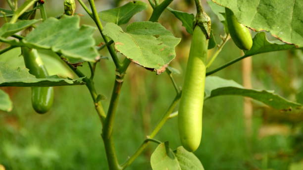 istock fresh green eggplant vegetable garden 1225715339