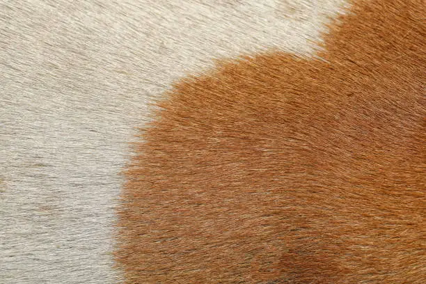 Photo of close up brown and white dog skin for animal texture and mammal pattern.