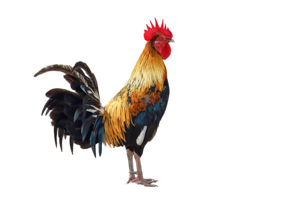 istock The fighting cock is beautiful pet animal on white background have path 1225716636