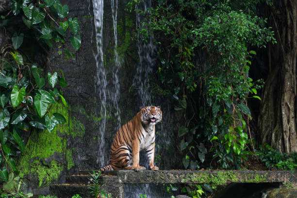 istock Close up tiger sit down in front of the waterfall 1225716670