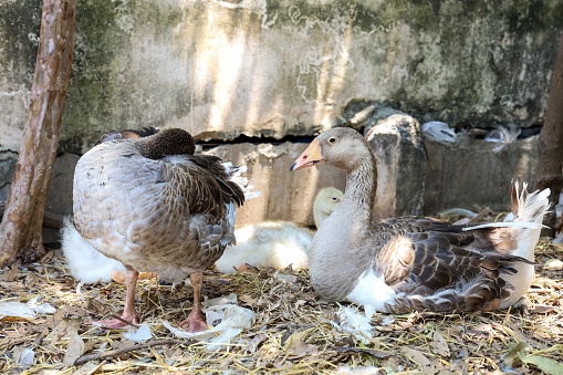 Family gray goose and baby goose is sleep and rest in graden farm at thailand