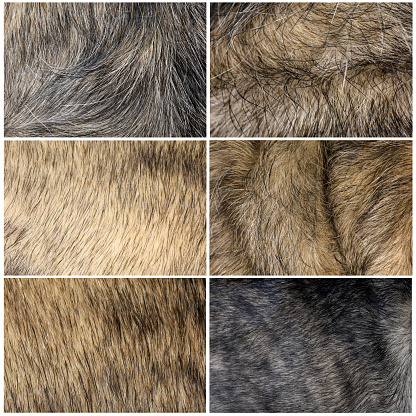 Set close up gray dog skin for animal pattern and animal skin background have path