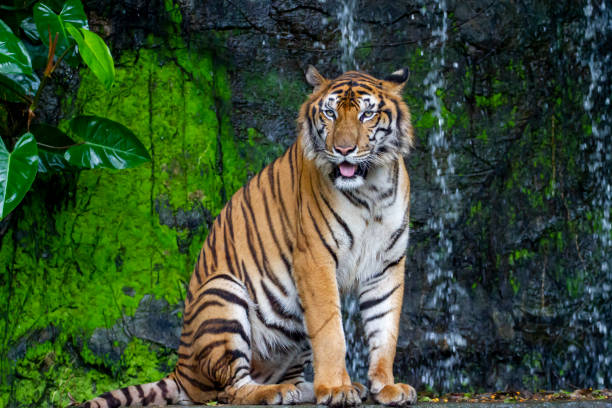 istock Close up tiger sit down in front of the waterfall 1225716727