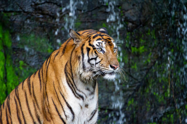 istock Close up tiger sit down in front of the waterfall 1225717273
