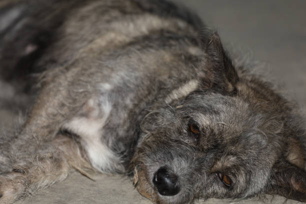 istock The gray dog rest because sick on cement floor 1225717427