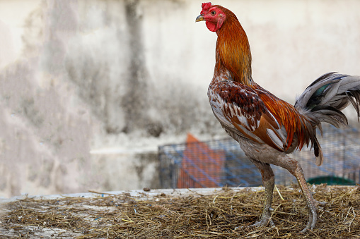 The fighting cock is walkiing and play in farm at thailand