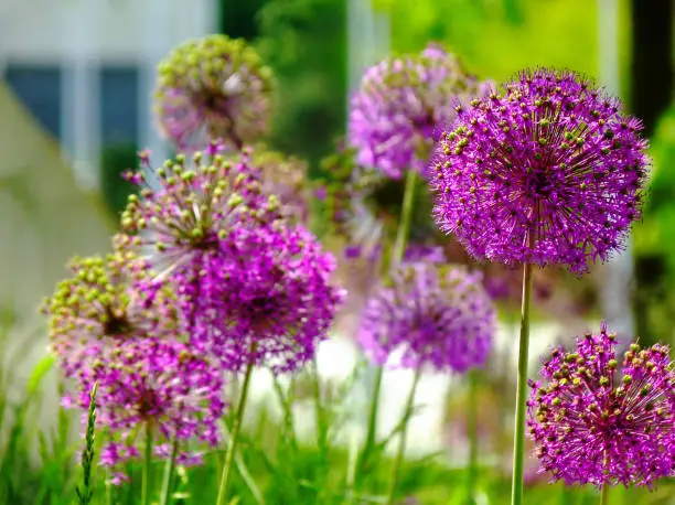 purple sphere shaped blooming Giganteum Allium macro. on common name giant onion flower in the foreground and blurred beige and yellow color stucco exterior in the background. selective focus. beauty in nature concept