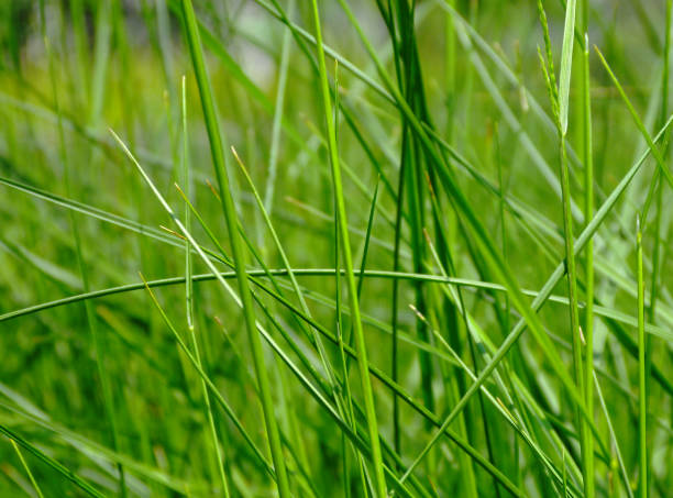 мягкое зеленое изображение травинки крупным планом с размытым зеленым фоном - long leaf grass blade of grass стоковые фото и изображения