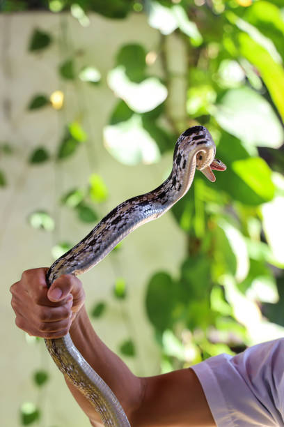 Close up Rat snake on hand asia man in garden at thailand Close up Rat snake on hand asia man in garden at thailand elaphe obsoleta quadrivittata stock pictures, royalty-free photos & images