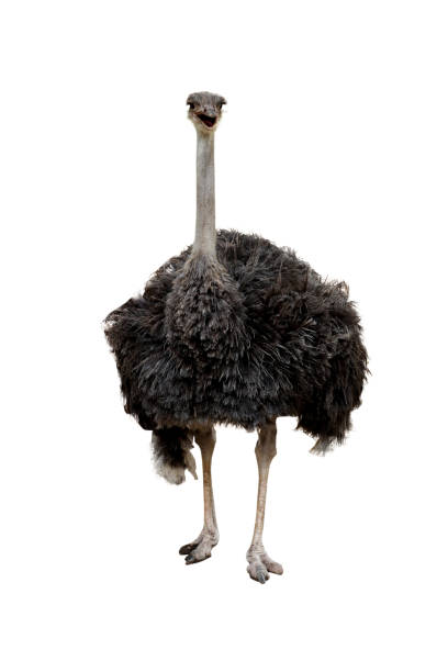 istock The big ostrich bird on white background have path 1225719095
