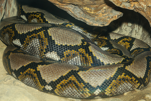 The big burmese python snake close up bady and snake skin in the rock cave  at thailand