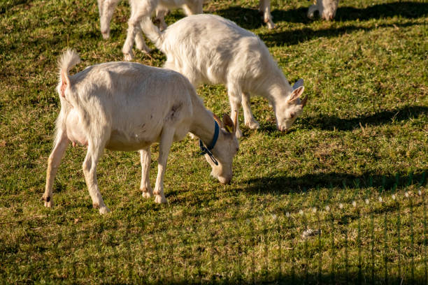 istock A flock of white goats on a meadow 1225719501